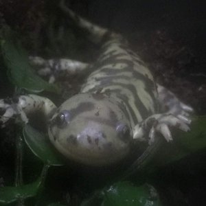 Anubias