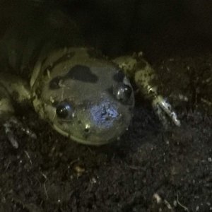 My Smudge