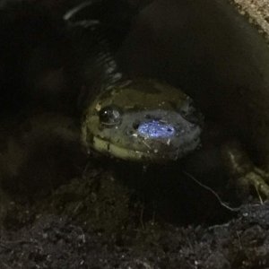 Where's my worm?