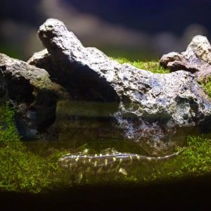 Full tank view