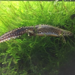 Alpine male