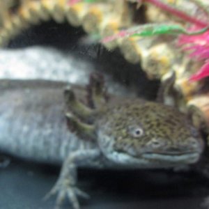 Preddie whos now 2 years and 6 months old. Time flies! :)