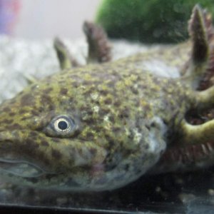 Preddie, she looks like shes squashed her lip up on the glass herer haha :)