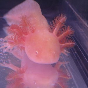 Another one of Murly showing off his gorgeous gills <3 5 months old :)