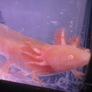 Murly, my newest lovely! From AuntieJude :) Golden albino beauty <3