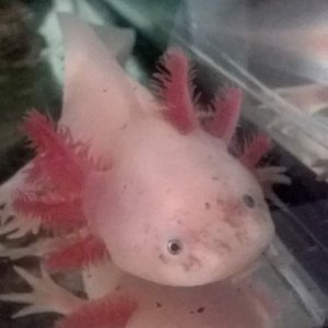 Nova, whos turnt out to be a mini lotl and a male Leucistic. Last time i posted Nova was a baby. He is now around a year and 5 months :)