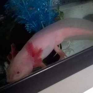 My little man, gorgeous as ever, first male ive had :)