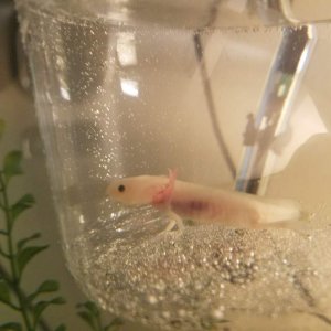 Acclimating my first baby !