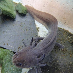 Here is my male axolotl, unimaginatively named 'Lotl'   :)