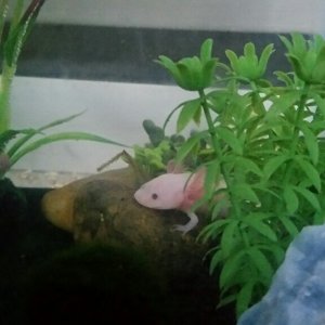 Gilly!