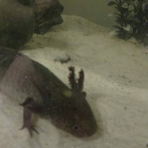 IMG 20160729 212433351