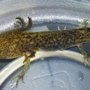 My six week old baby axolotl, Rouge.