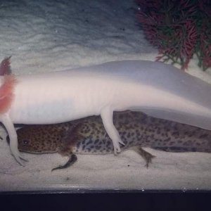 My white albino axolotl Storm laying on top of my 4 month old wild type axolotl Charles :)