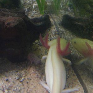 Nammu at 10.5 mths