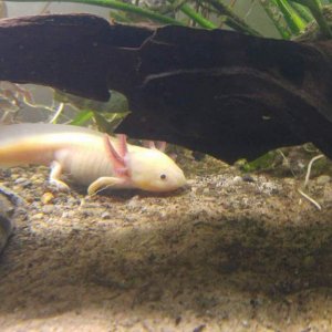 Nammu  being skeptical of the new arrivals