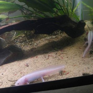 Enki and Abzu