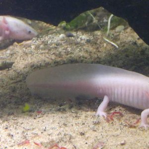 Enzi in the foreground, Abzu in the background