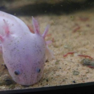 Abzu at 5.5 mths