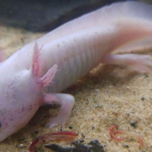 Abzu at 5.5 mths