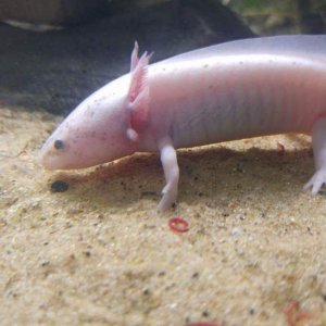 Abzu at 5.5 mths