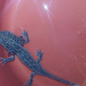 4 Days into morph
