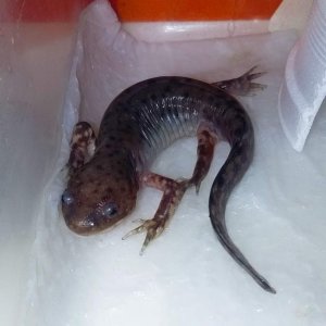 2 weeks 4 days, and I have a morphed axolotl!