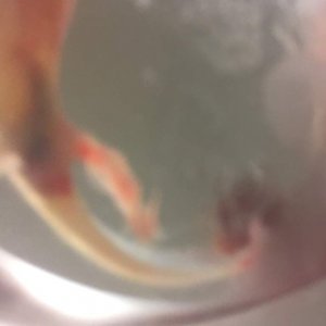 Bottom view of cloaca