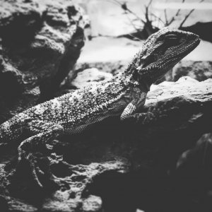 Juvenile bearded dragon