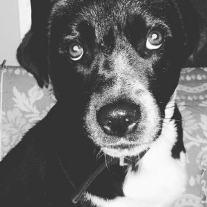 My one year old blue healer puppy,  Tank.