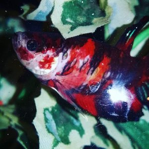 Female Koi Betta
