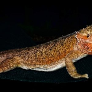Female bearded dragon