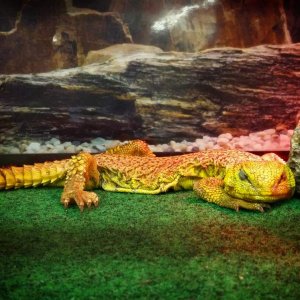 Beautiful exotic lizard,  can't recall the name