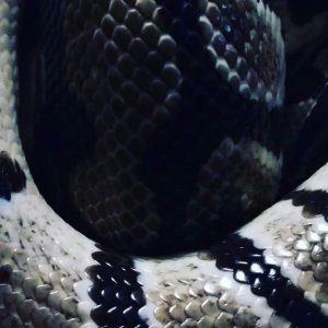 A friend's boa constrictor