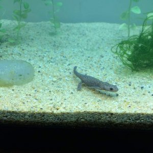 I. a. apuanus juveniles, Nov 2016, A