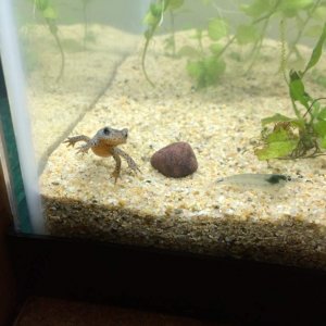 I. a. apuanus juveniles, Nov 2016, A