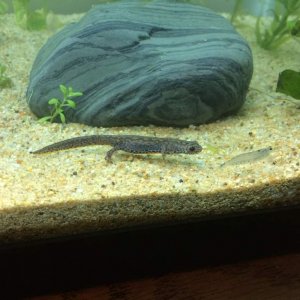 I. a. apuanus juveniles, Nov 2016, D