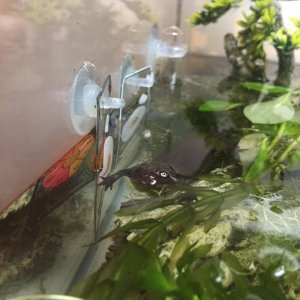 If you try to move the little tank reading tags she will try and bite you they're her favourite thing in the whole tank for some reason?!