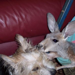 MIllie grooming Ellie