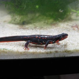 Cynops ensicauda popei