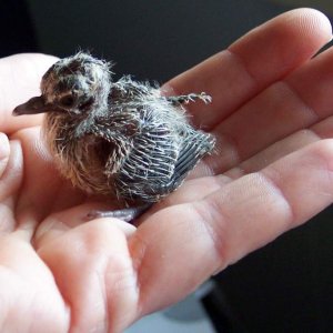 14 day old peaceful dove