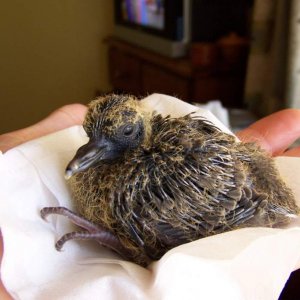 pudding at 2 weeks. Spotted turtle dove