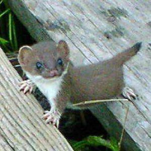 baby weasel / from internet