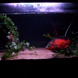 Main Tank