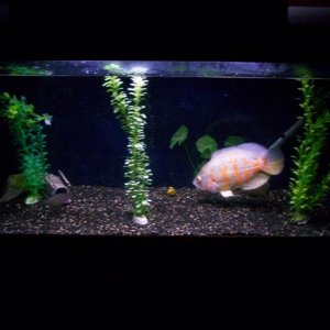 Second Tank