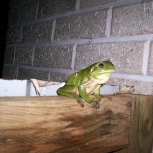 Frog 1