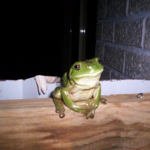 Frog 2