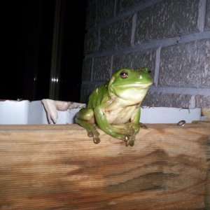 Frog 3