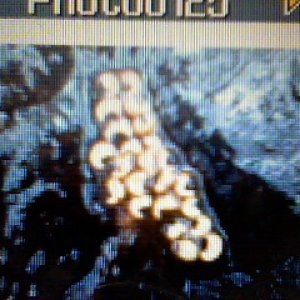 Little newt eggs down at the creek.