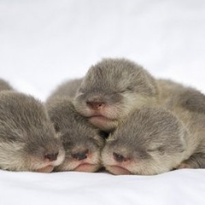 Asian Small Clawed Otters from SeaWorld/ from internet