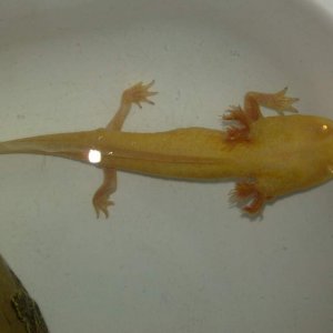 24/04/09 - Stampie - too tiny? Still sick :(